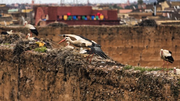 White Stork