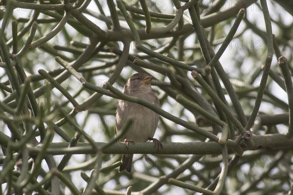 Spanish sparrow