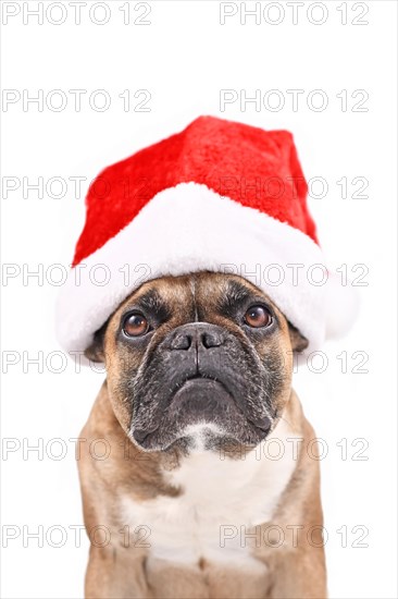 Santa Claus dog. French Bulldog wearing a red Christmas hat in front of white background