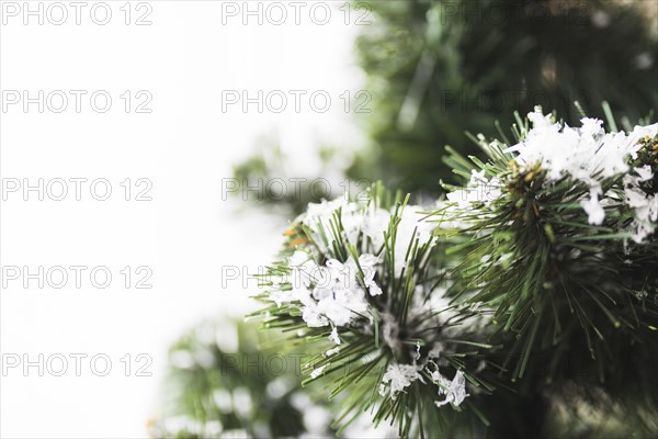 Fir tree with snowflakes twigs