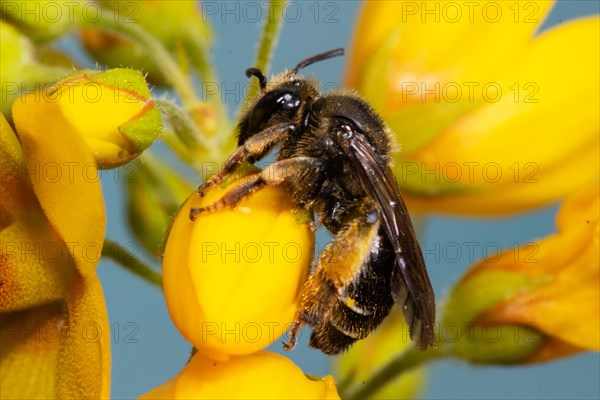 Alluvial Thigh Bee sitting on yellow flower left looking against blue sky