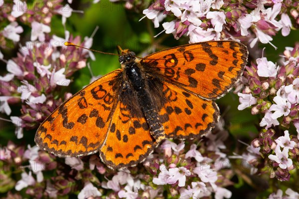 Red Melitaea butterfly butterfly with open wings sitting on pink flower from behind