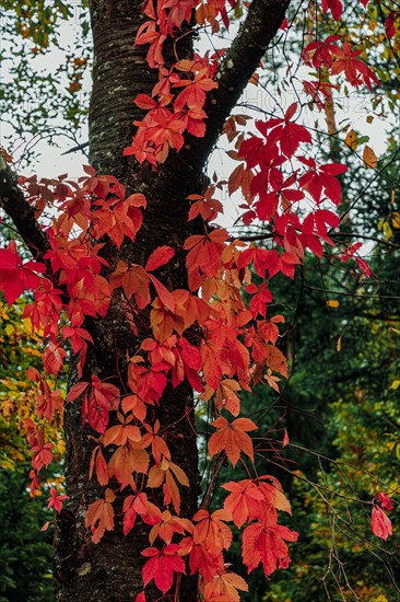 Virginia creeper