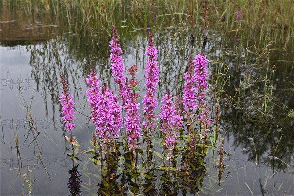 Purple loosestrife