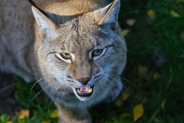 Eurasian lynx