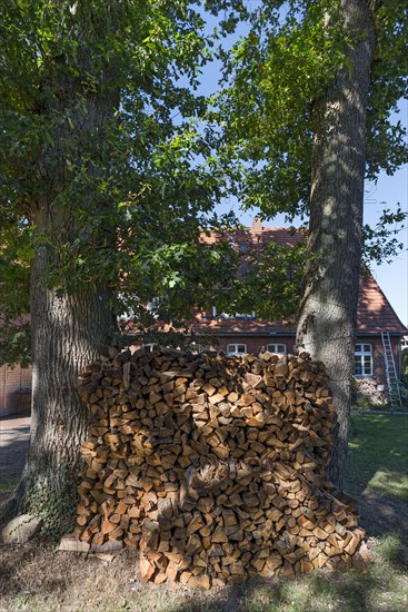 Firewood stacked between two oak trees