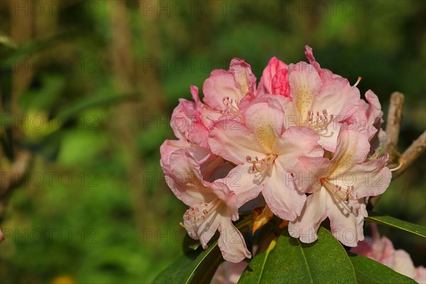 Rhododendron flowers