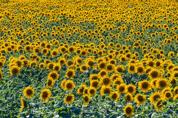 Field of sun flowers