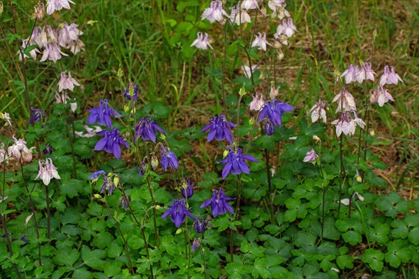 Wood columbine many inflorescences with open purple and white-purple flowers next to each other