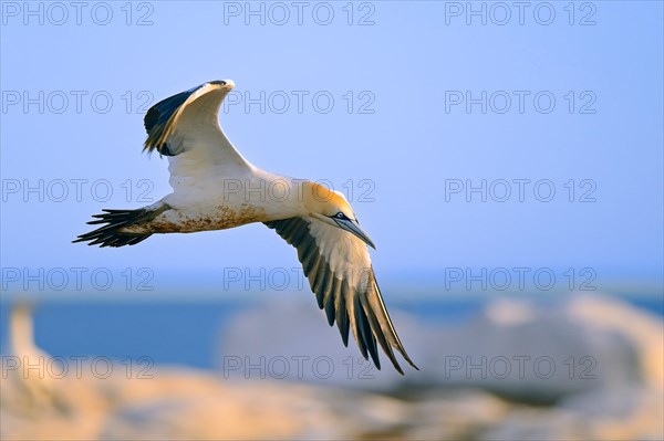 Cape Gannet