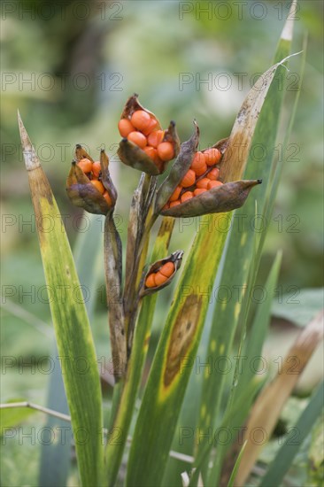 Stinking iris