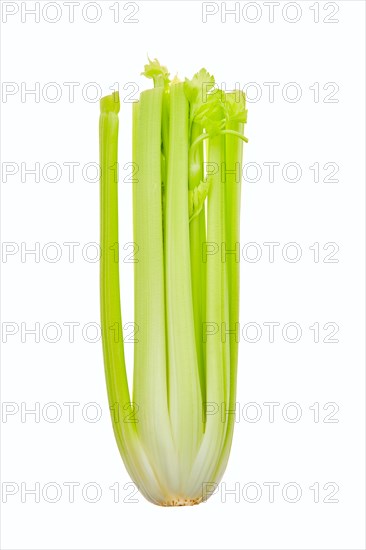 Fresh raw celery isolated on white background