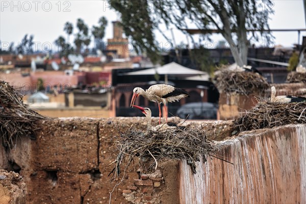 Two white storks