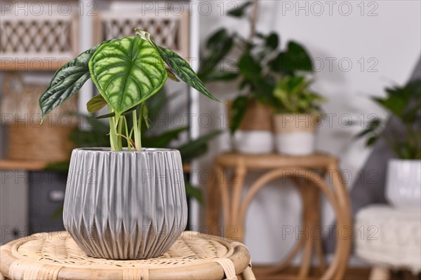 Exotic 'Alocasia Baginda Dragon Scale' houseplant in flower pot on table in boho style living room