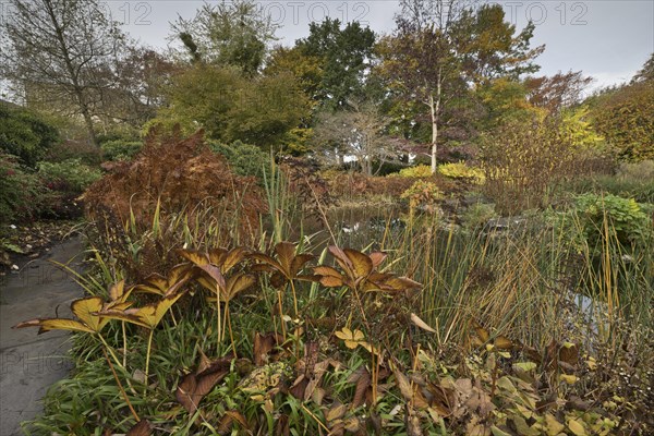 Perennial bed with leaf