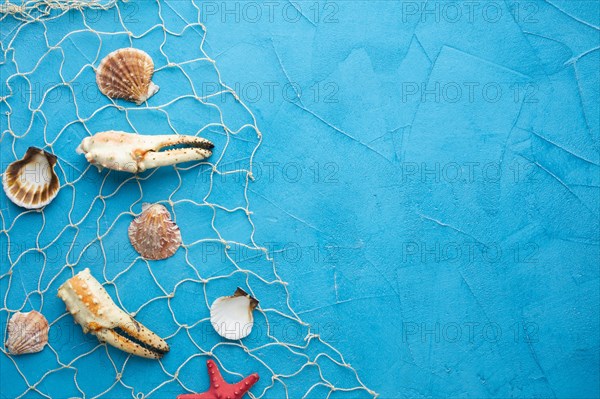 Top view clams lobster fishnet. Resolution and high quality beautiful photo