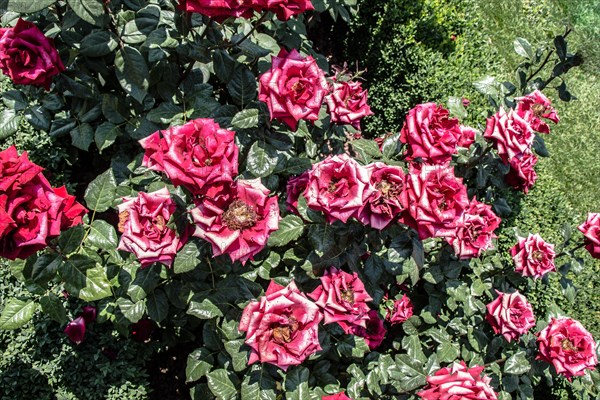 Pink roses in a botanical park in Istanbul on display