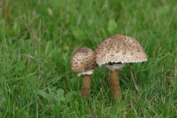 Giant umbrella mushroom or parasol mushroom