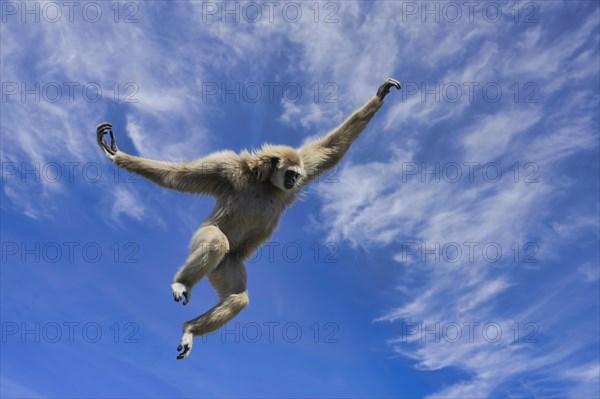 Jumping lar gibbon or white-handed gibbon