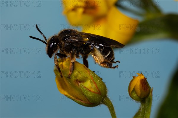 Alluvial Thigh Bee sitting on yellow flower left looking against blue sky