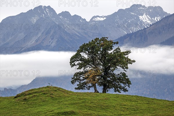 Group of trees in front of fog