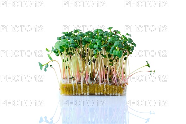 Fresh microgreens. Sprouts of radish daikon isolated on white background