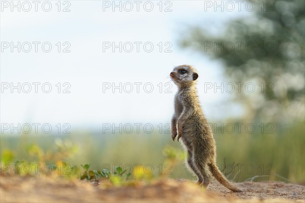 Meerkat