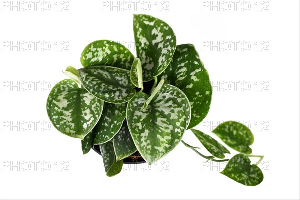 Whole Scindapsus Pictus Argyraeus tropical house plant