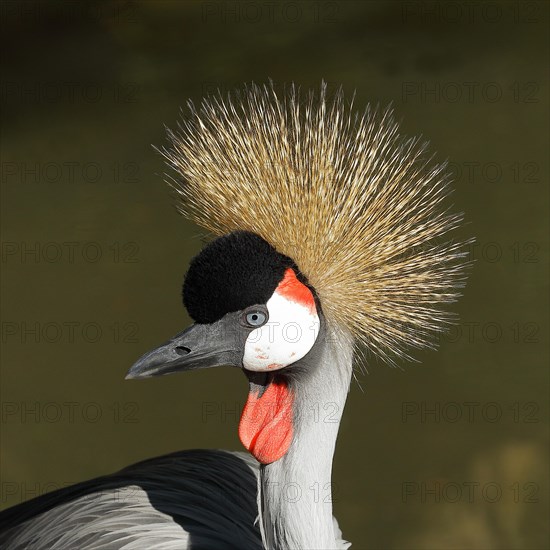 Black crowned crane