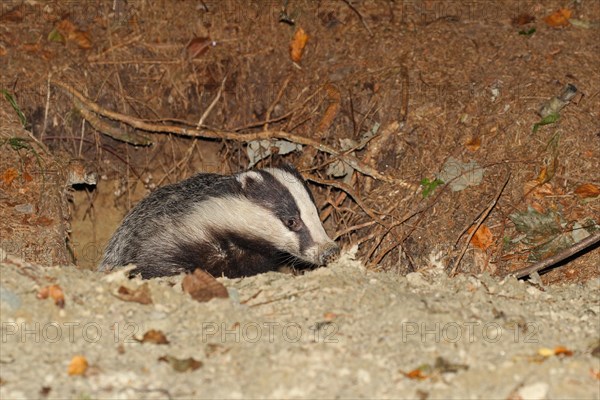 European badger