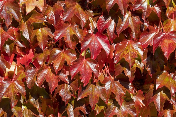 Autumn Vine Leaves