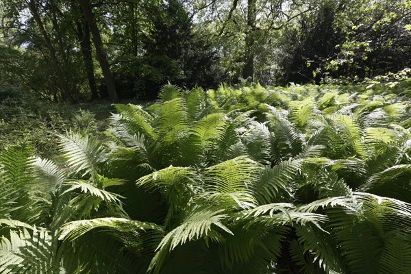 Ostrich fern