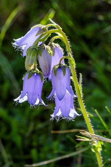 Bearded bellflower