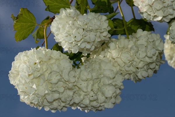 Common snowball flower panicle with some open white flowers against a blue sky