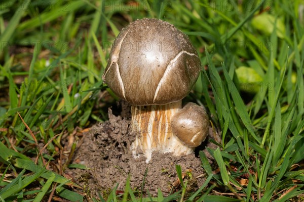 Mairitterling two brown fruiting bodies next to each other