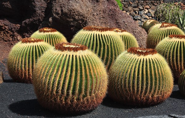 Golden barrel cactus