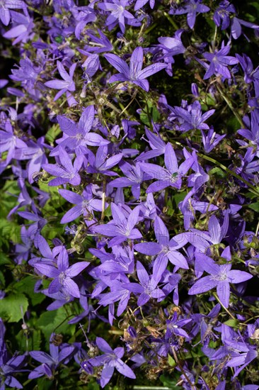 Cushion bellflower