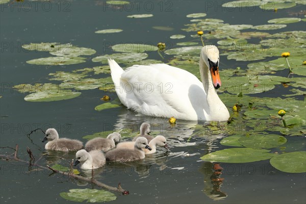 Mute swan