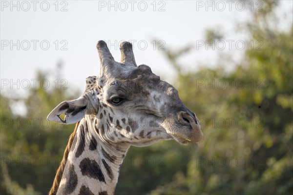 Rhodesian giraffe