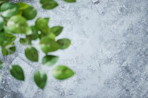 Abstract concrete background with blurred foreground green leaves. Blurred front and clear back