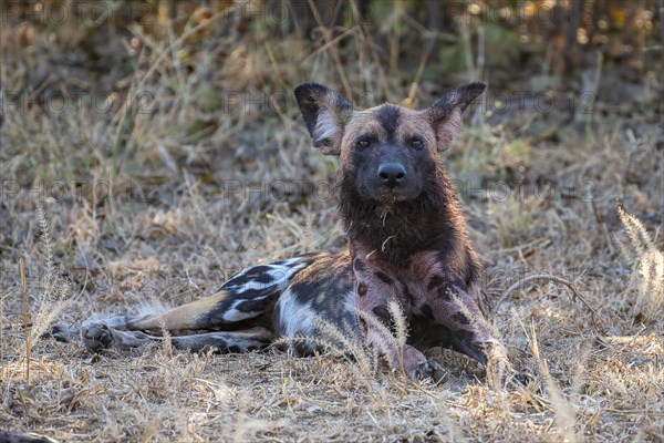 African wild dog