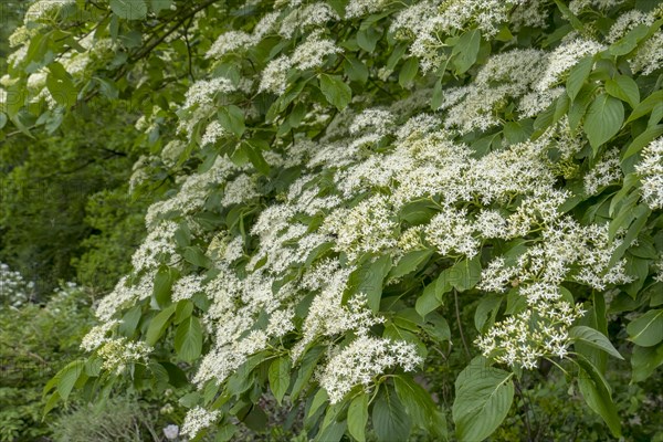 Pagoda dogwood