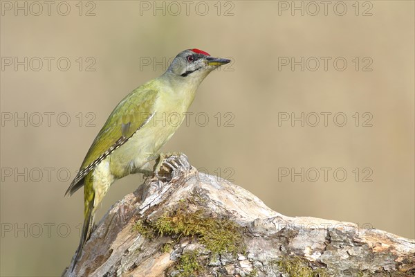 Grey-headed woodpecker