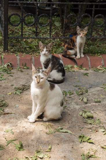 Stray cat seen in the street of the city