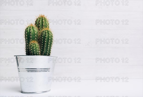 Cactus pot plant against wooden background