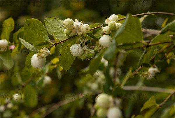 Common snowberry