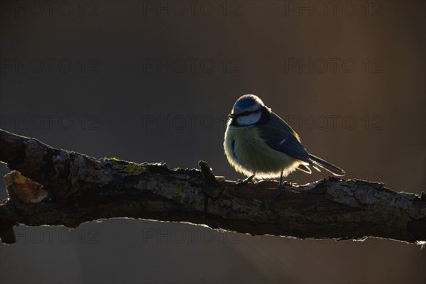 Blue tit