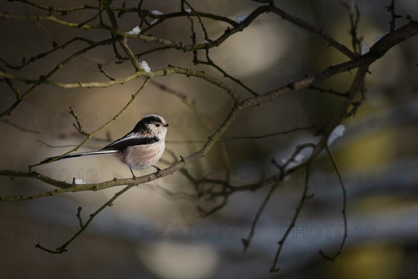 Long-tailed tit