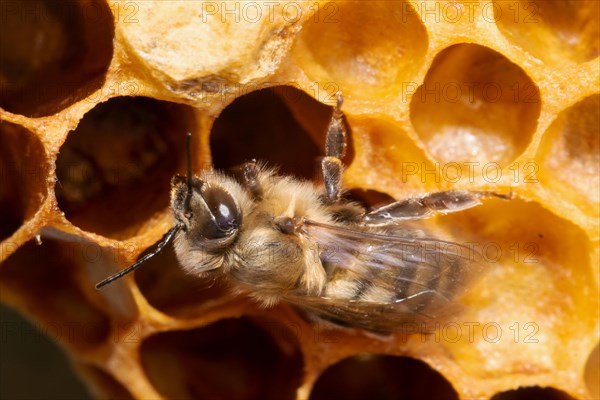 Honey bee drone sitting on honeycomb left looking