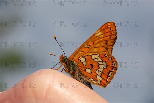 May Fritillary